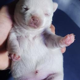 Lainey - White female Chihuahua puppy in Gerald, Missouri from OutLaw Chihuahua's