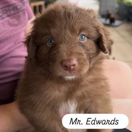 Mr. Edwards - Red & white male Australian Shepherd puppy in Temecula, California from Boulder & Branch Aussie Ranch