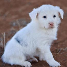 Cooper - Blue merle male Border Collie puppy in Hesperus, Colorado from I&A Border Collies