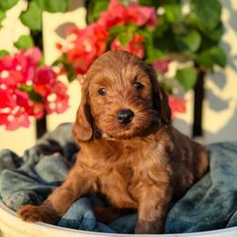 Skip - Red  male Goldendoodle puppy in Wharton, Texas from Little Fur Friends