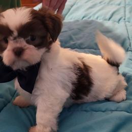 Bologna - Gold and white male Shih Tzu puppy in Newport, Arkansas from Gina's Lil Zues and Yorkies Kennel