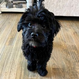 Aussiedoodle and Goldendoodle Puppies from Gray Doodles