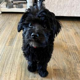 Aussiedoodle and Goldendoodle Puppies from Gray Doodles
