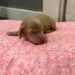 Hugo - Cream male Dachshund puppy in Marshfield, Missouri from Hilltop Kennel LLC