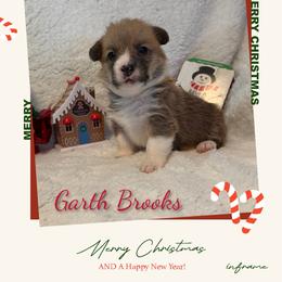 Boy 2 - White and red male Pembroke Welsh Corgi puppy in Athens, Alabama from Southern Sass Corgis