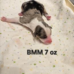 Boy 5 - Blue merle male Toy Australian Shepherd puppy in Snowflake, Arizona from Halfpint Aussies