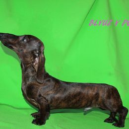 Stefan - Dachshund