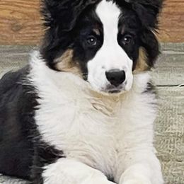 Australian Shepherds from Controlled Chaos Aussies