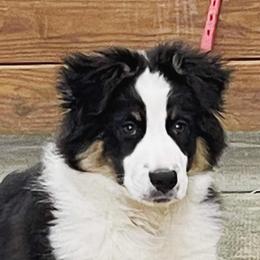 Australian Shepherds from Controlled Chaos Aussies