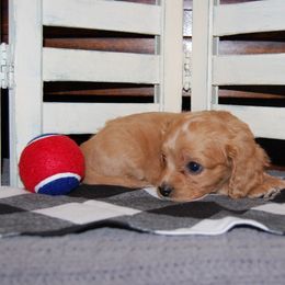 Cavapoo Puppies from Dogwood & Sassafras Companions