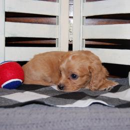 Cavapoo Puppies from Dogwood & Sassafras Companions
