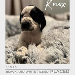 Knox - Black and white male English Springer Spaniel puppy in Arcadia, Florida from Redemption Fields Springer Spaniels