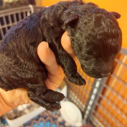 Martin - Black male Poodle puppy in Mc Dade, North Carolina from Toy Poodles of NC