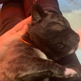 Panther - Anatolian Shepherd Dog puppy in Berkeley County, West Virginia from Reich Anatolians and Friends