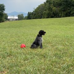 Willow - German Wirehaired Pointer