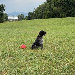 Willow - German Wirehaired Pointer
