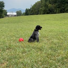 Willow - German Wirehaired Pointer