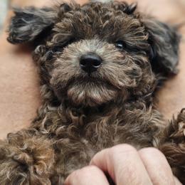 Goldendoodle Puppies from We R Mini Doodles
