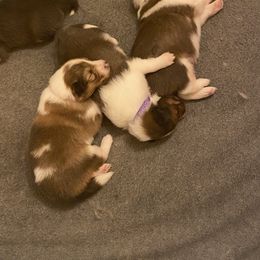 Shetland Sheepdog Puppies from Clark Kennel Shelties