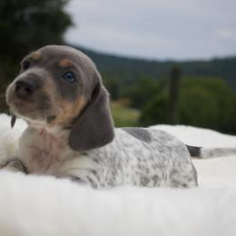 Jerry - Blue and tan male Dachshund puppy in Morrow, Ohio from Courtney’s Colorful Doxies