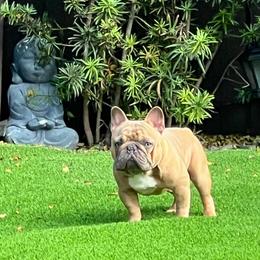 Bali - French Bulldog