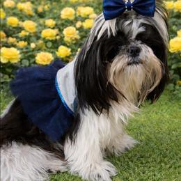 Marilynn - Shih Tzu