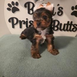 Gunner - Black and tan male Yorkshire Terrier puppy in Clermont, Florida from Bella's Prissy Butts