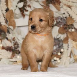 Orange Ribbon - Dark golden male Golden Retriever puppy in Howard City, Michigan from Sherman's Shepherds