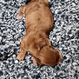 Dachshund Puppies from TNT MINI DACHSHUNDS