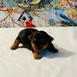 Waylon- 1500 - Black and tan male Yorkshire Terrier puppy in Douglas, Georgia from Heartland small breeds