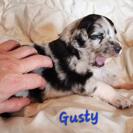 Gusty (Gus) - Blue merle male Australian Shepherd puppy in Dalton, Georgia from Furtabulous Paws Australian Shepherds & Border Collies