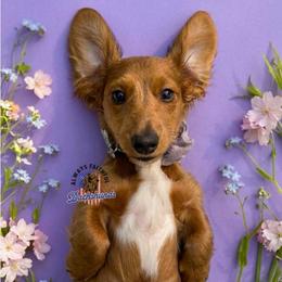 Zulu - Dachshund