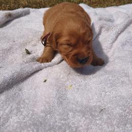 Rhubarb- Wine collar (2nd pick female) - Dark golden female Golden Retriever puppy in Tenino, Washington from Oak River Goldens'