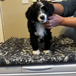 Akita and Portuguese Water Dog Puppies from Cades Akitas