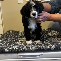 Akita and Portuguese Water Dog Puppies from Cades Akitas