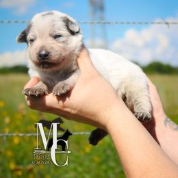 (Trooper) Beau Ryan - Blue male Australian Cattle Dog puppy in Runnels County, Texas from MC Heelers & Aussies