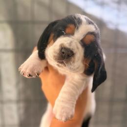Rosie - Black white and brown female Basset Hound puppy in Conway, Missouri from Ozark Mountain Kennel
