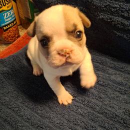Carly - White and fawn female French Bulldog puppy in Cañon City, Colorado from Terri Geiser-Gilchrist