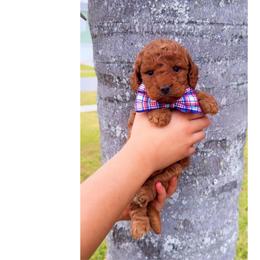Chilly - Red  male Goldendoodle puppy in Kissimmee, Florida from Poodle Doodle Kennels