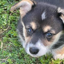 Diamond - Red Headed Tri Girl - Black and tan female Pembroke Welsh Corgi puppy in Griffin, Georgia from Rollnoaks & Cottontail AKC Pembroke Welsh Corgis