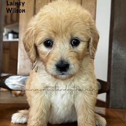 Lainey Wilson - Cream female Goldendoodle puppy in Lancaster, Minnesota from North Star Dog Training