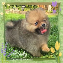 Nirky - Red sable male Pomeranian puppy in Eatonville, Washington from Foxy Forest Poms