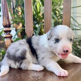 Steel - Blue merle male Border Collie puppy in Mesa, Arizona from Ranch Girl Border Collies