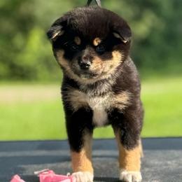 Nippet - Black and tan female Shiba Inu puppy in Cincinnati, Ohio from Timberwood Paws