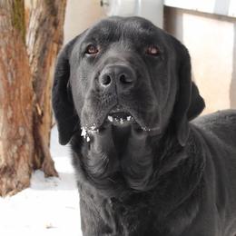 OFA carry chocolate and yellow - Black male Labrador Retriever puppy in Tomahawk, Wisconsin from Mahner Labs