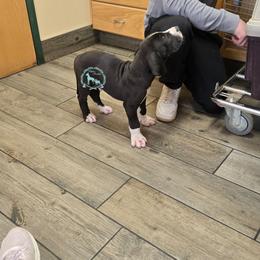 Incredibolt - Mantle male Great Dane puppy in Cheyenne, Wyoming from Viking Kennel