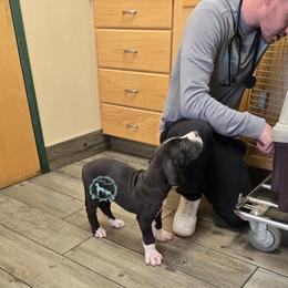 Incredibolt - Mantle male Great Dane puppy in Cheyenne, Wyoming from Viking Kennel