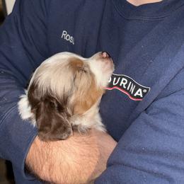 Miniature Australian Shepherd Puppies from Mid-Plains Mini Aussies