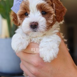 Bernedoodle, Cavapoo, Goldendoodle, Poodle, and Sheepadoodle Puppies from Red Ranch Dogs