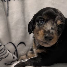 Male 1 - Dapple male Dachshund puppy in Columbus, Ohio from Bumpkins Dachshunds